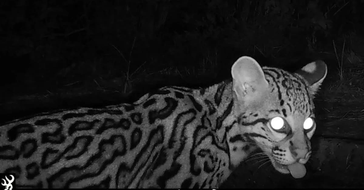 Texas Ocelots Using Wildlife Crossings to Avoid Extinction