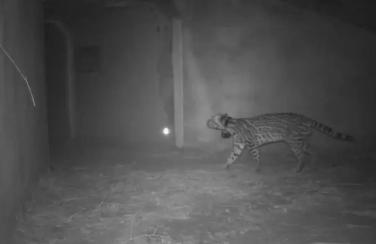 Texas Ocelots Using Wildlife Crossings to Avoid Extinction - Image 3