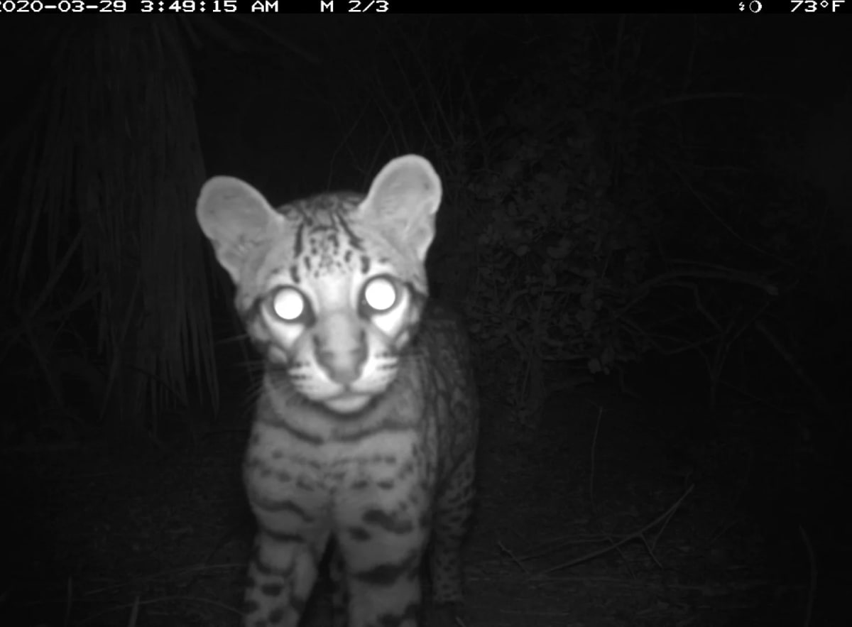 Texas Ocelots Using Wildlife Crossings to Avoid Extinction - Image 4