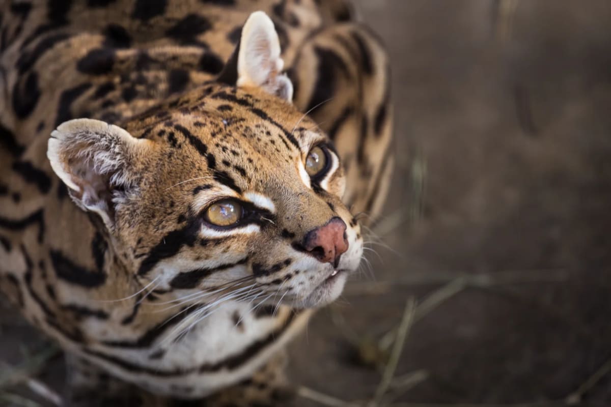 Texas Ocelots Using Wildlife Crossings to Avoid Extinction - Image 2