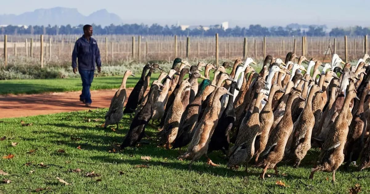 Flock of long-necked Indian Runner ducks walking through rows of grapevines at South African vineyard