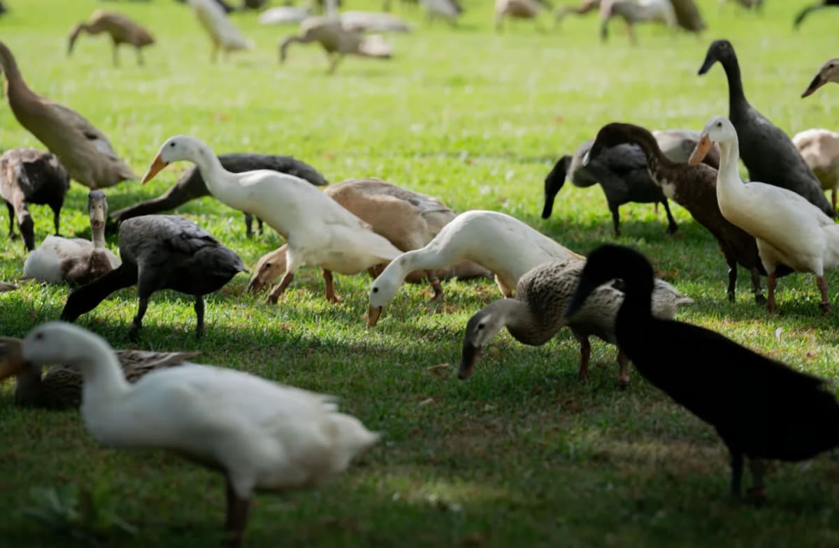 South African Vineyard Swaps Pesticides for 1,000 Ducks - Image 2
