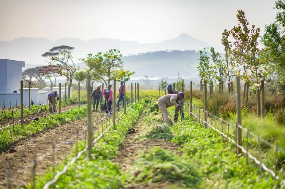 South African Vineyard Swaps Pesticides for 1,000 Ducks - Image 3