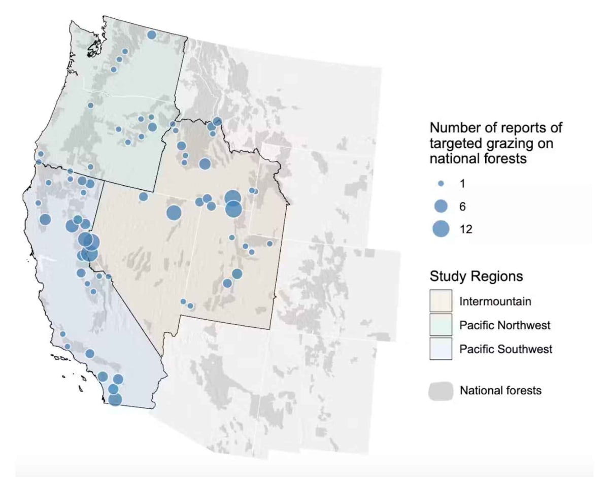 Goats and Cattle Fight Wildfires Across Western U.S. - Image 3
