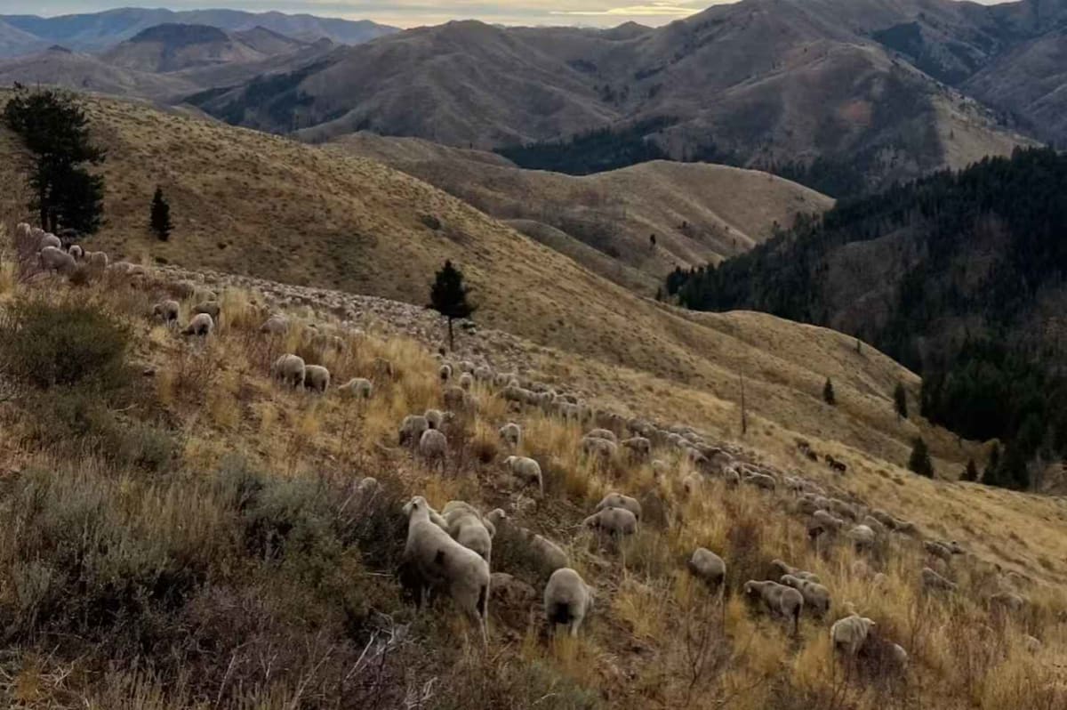 Goats and Cattle Fight Wildfires Across Western U.S. - Image 4