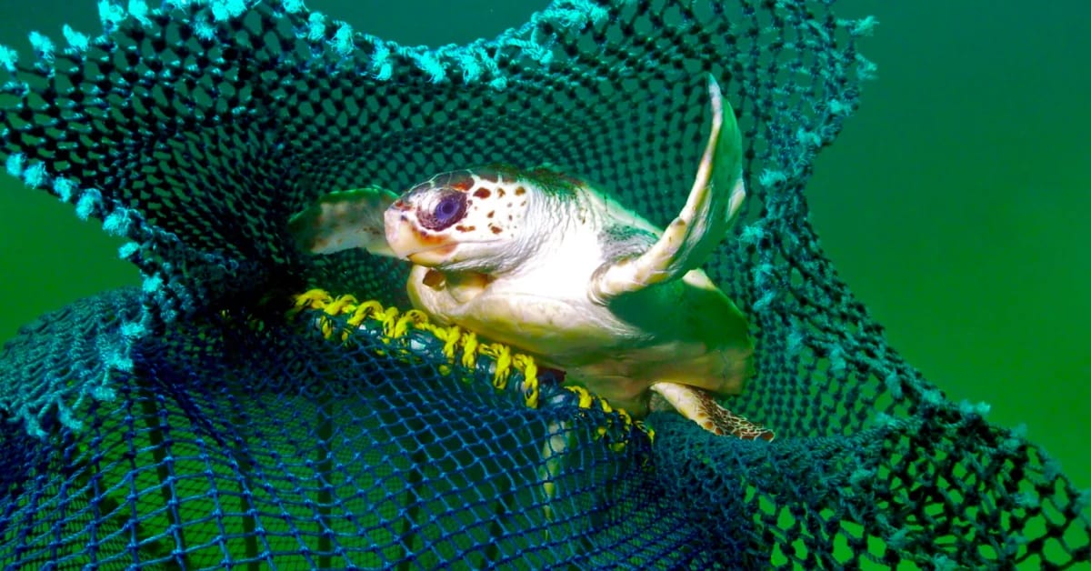 Underwater view of turtle excluder device in fishing net allowing sea turtle to escape safely