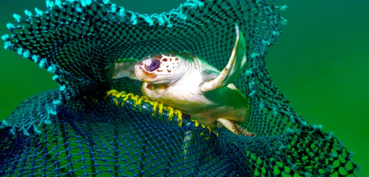 Court Upholds Turtle-Safe Nets for Gulf Shrimpers - Image 2