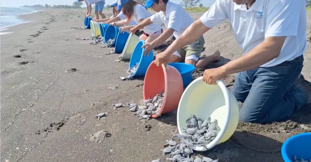 Volunteers releasing hundreds of baby sea turtles onto Mexican beach toward ocean waves