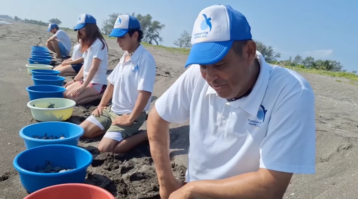 Mexican Family Saves 3,500 Sea Turtles in 59th Year - Image 2