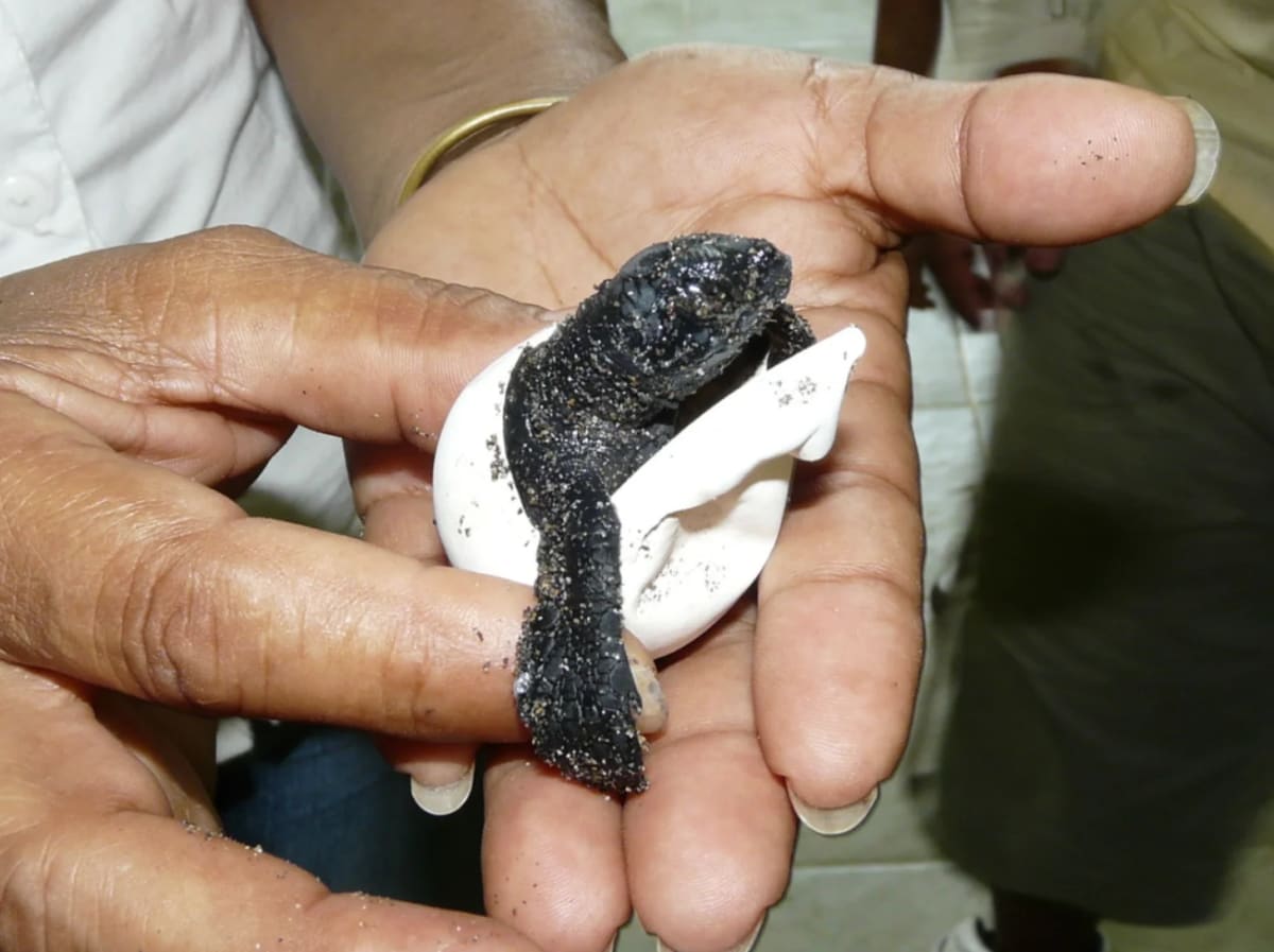 Mexican Family Saves 3,500 Sea Turtles in 59th Year - Image 4