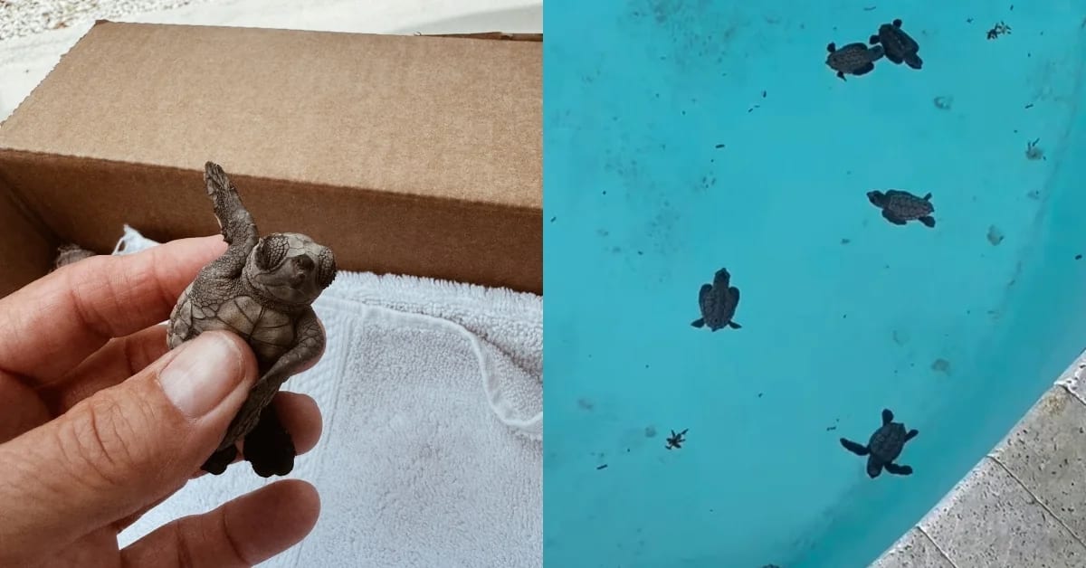 Dozens of tiny sea turtle hatchlings gathered together after being rescued from swimming pool