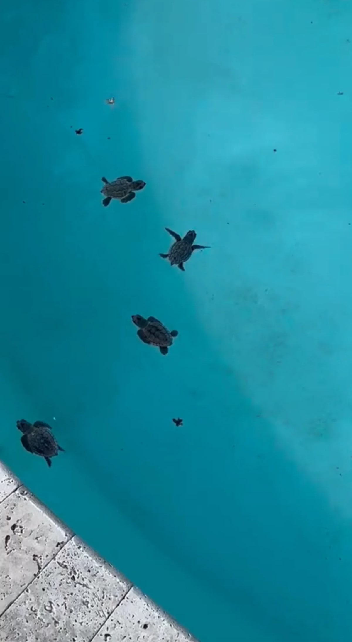 64 Baby Sea Turtles Rescued from Florida Keys Pool - Image 2