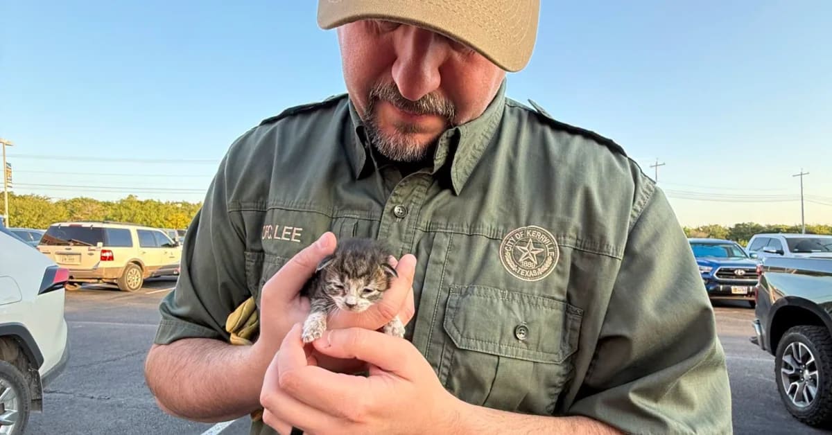 Tiny rescued kitten being held safely after 76-mile journey trapped in car engine