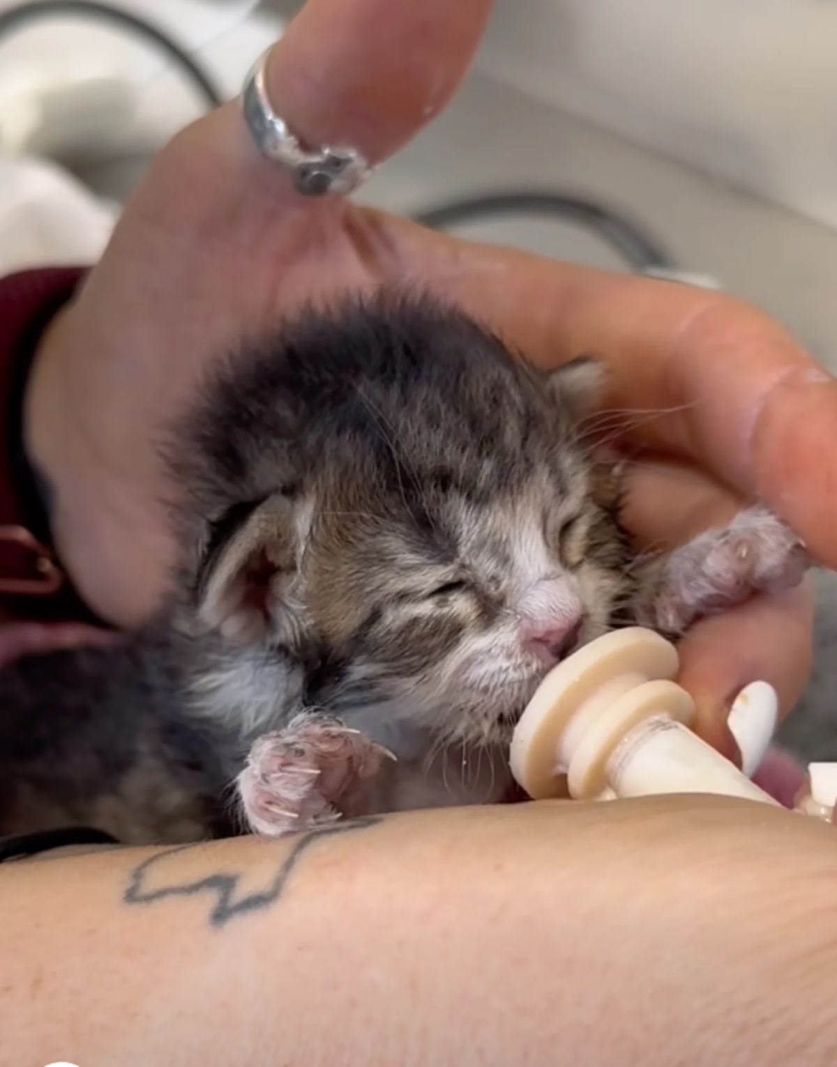 Kitten Survives 76-Mile Trip Stuck in Car Engine - Image 4