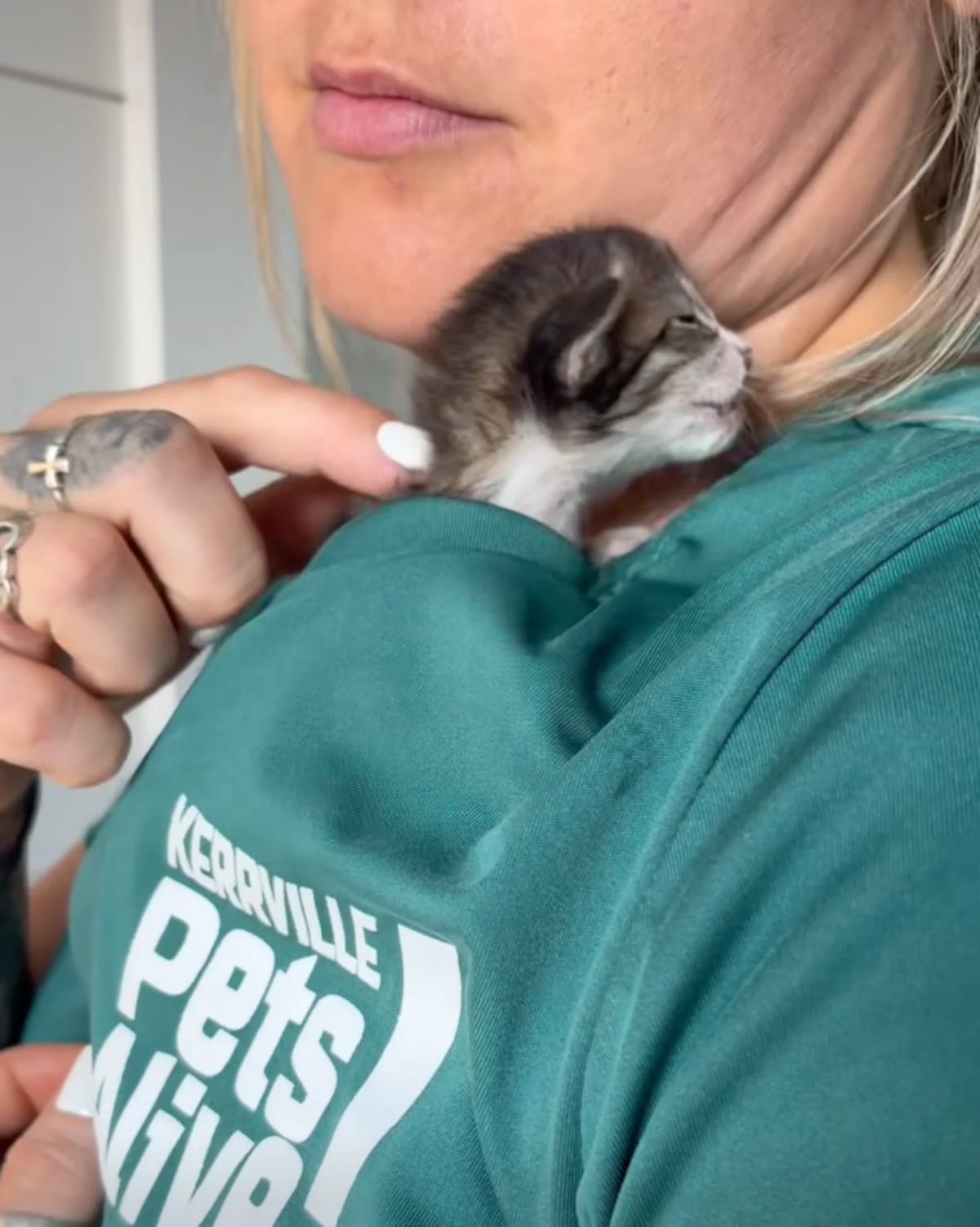 Kitten Survives 76-Mile Trip Stuck in Car Engine - Image 3