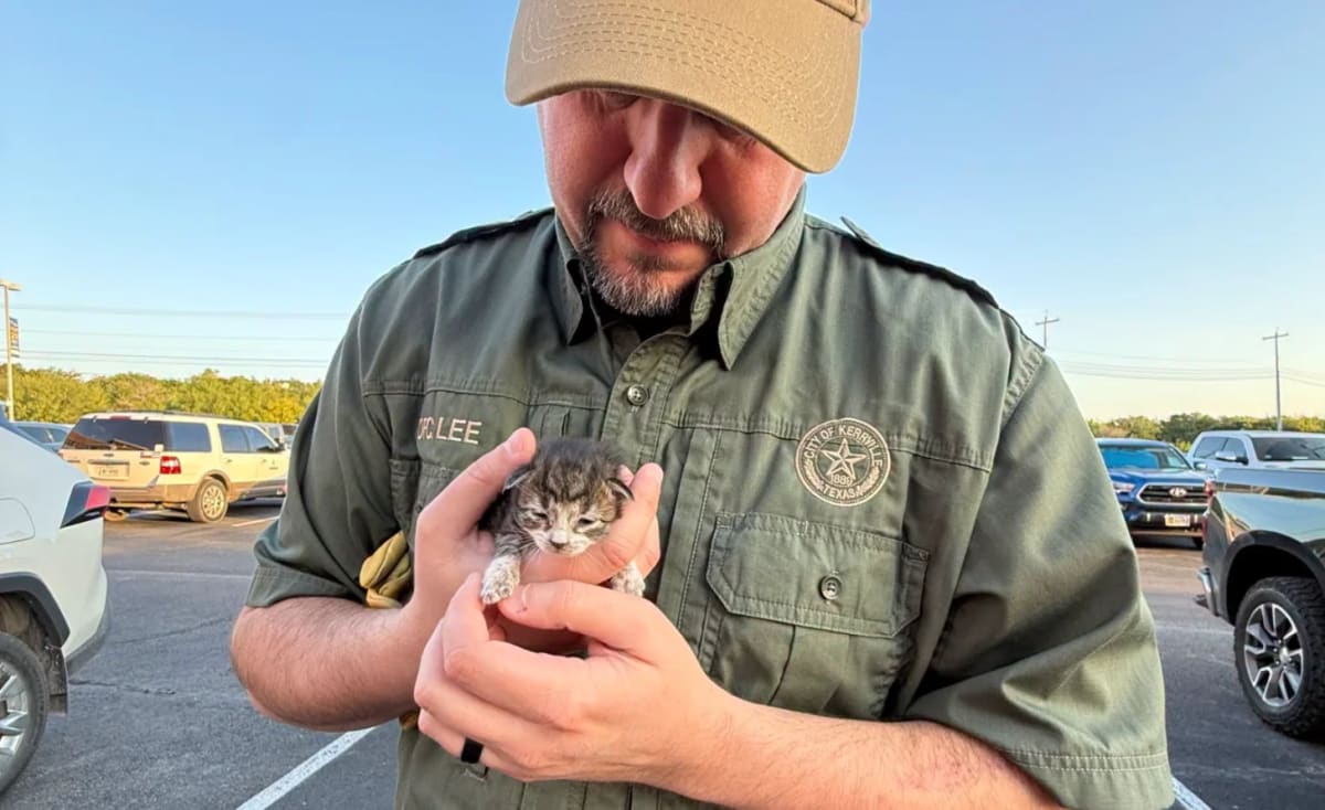 Kitten Survives 76-Mile Trip Stuck in Car Engine - Image 2