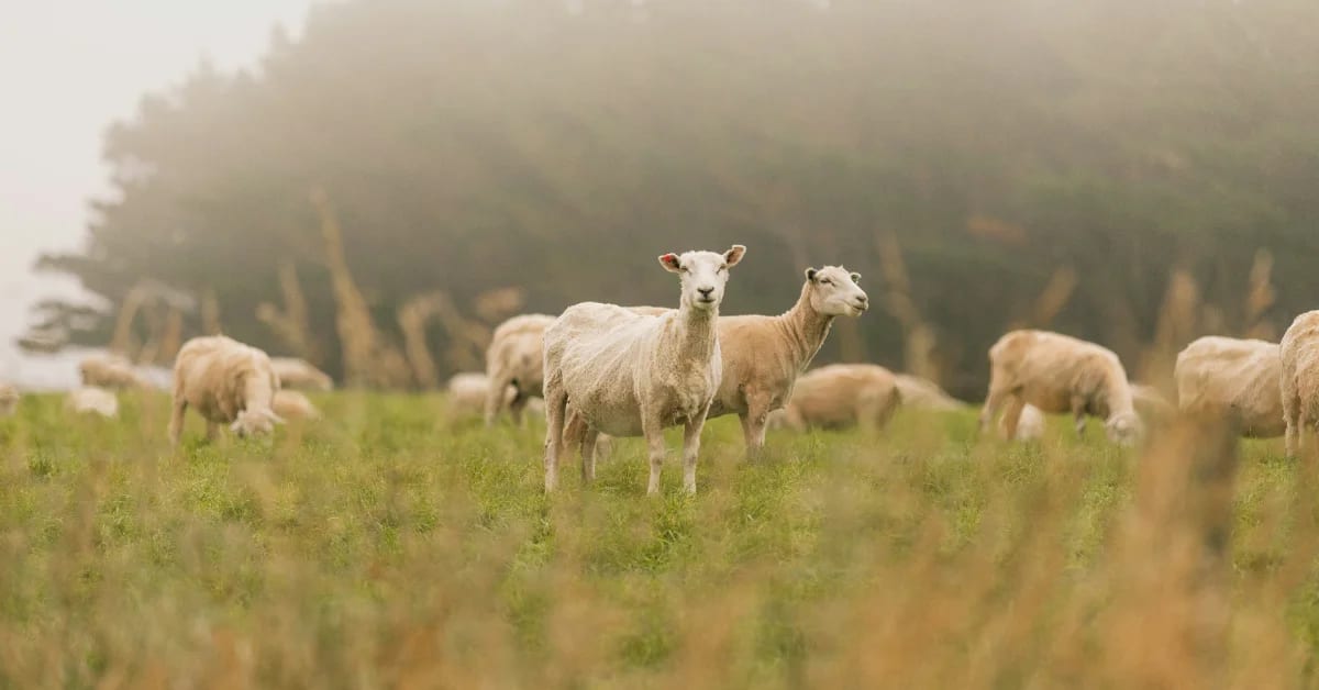 Herd of goats grazing on dry grass hillside for wildfire prevention in California
