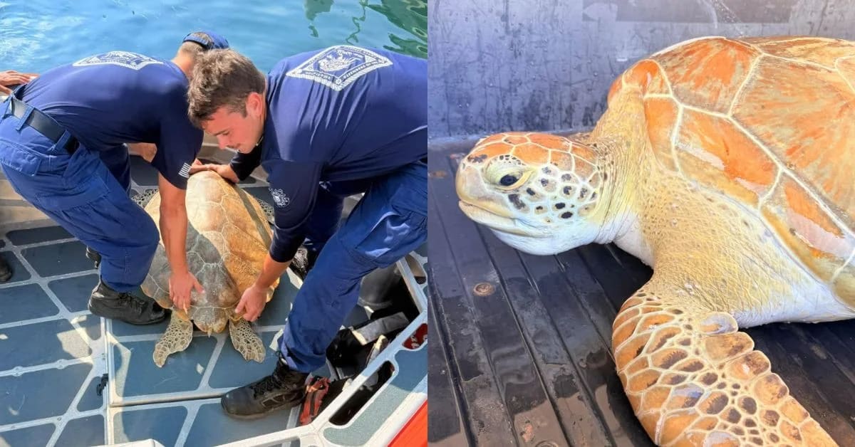 Coast Guard Saves 100-Pound Sea Turtle in Florida Keys