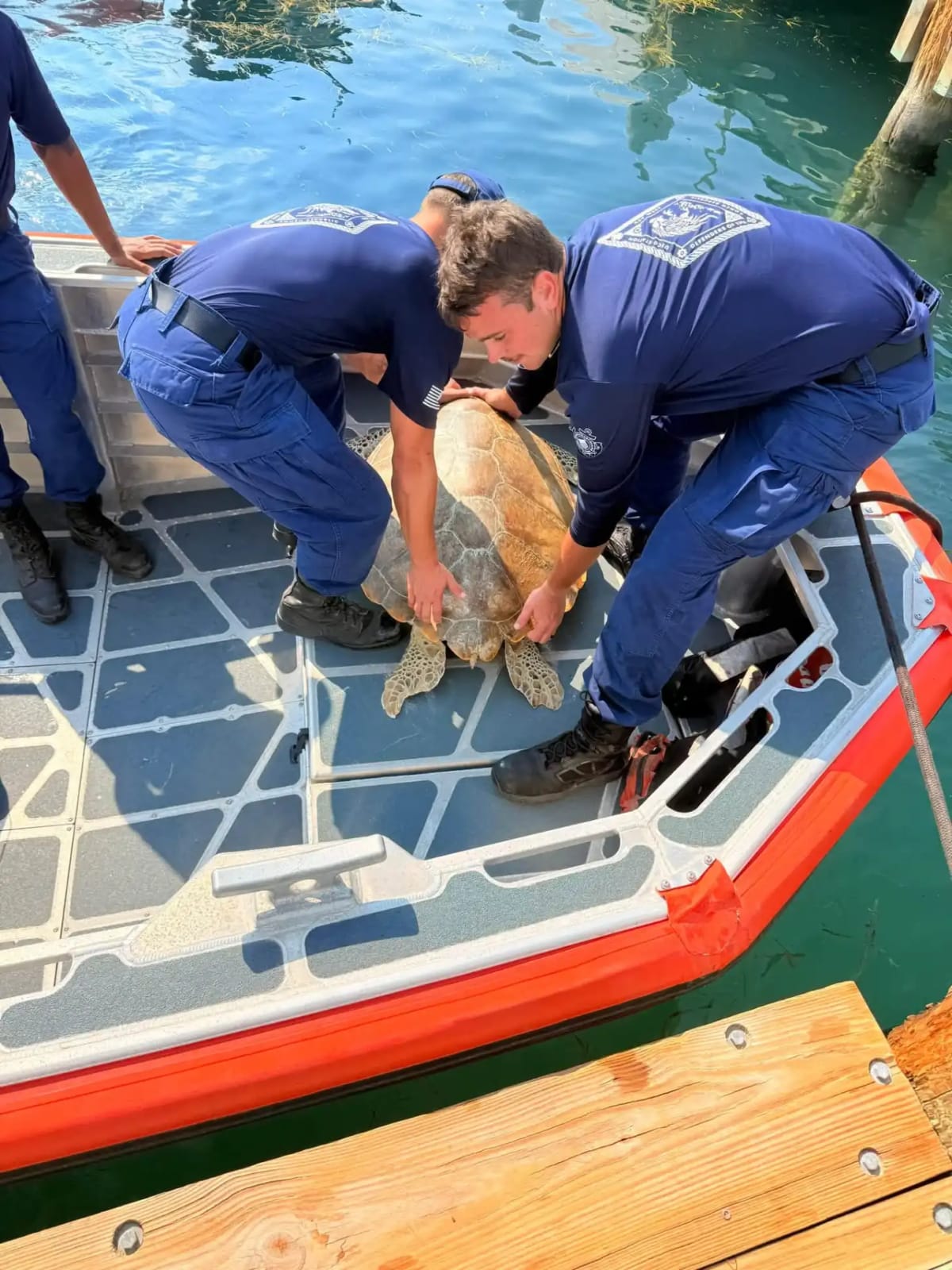 Coast Guard Saves 100-Pound Sea Turtle in Florida Keys - Image 3