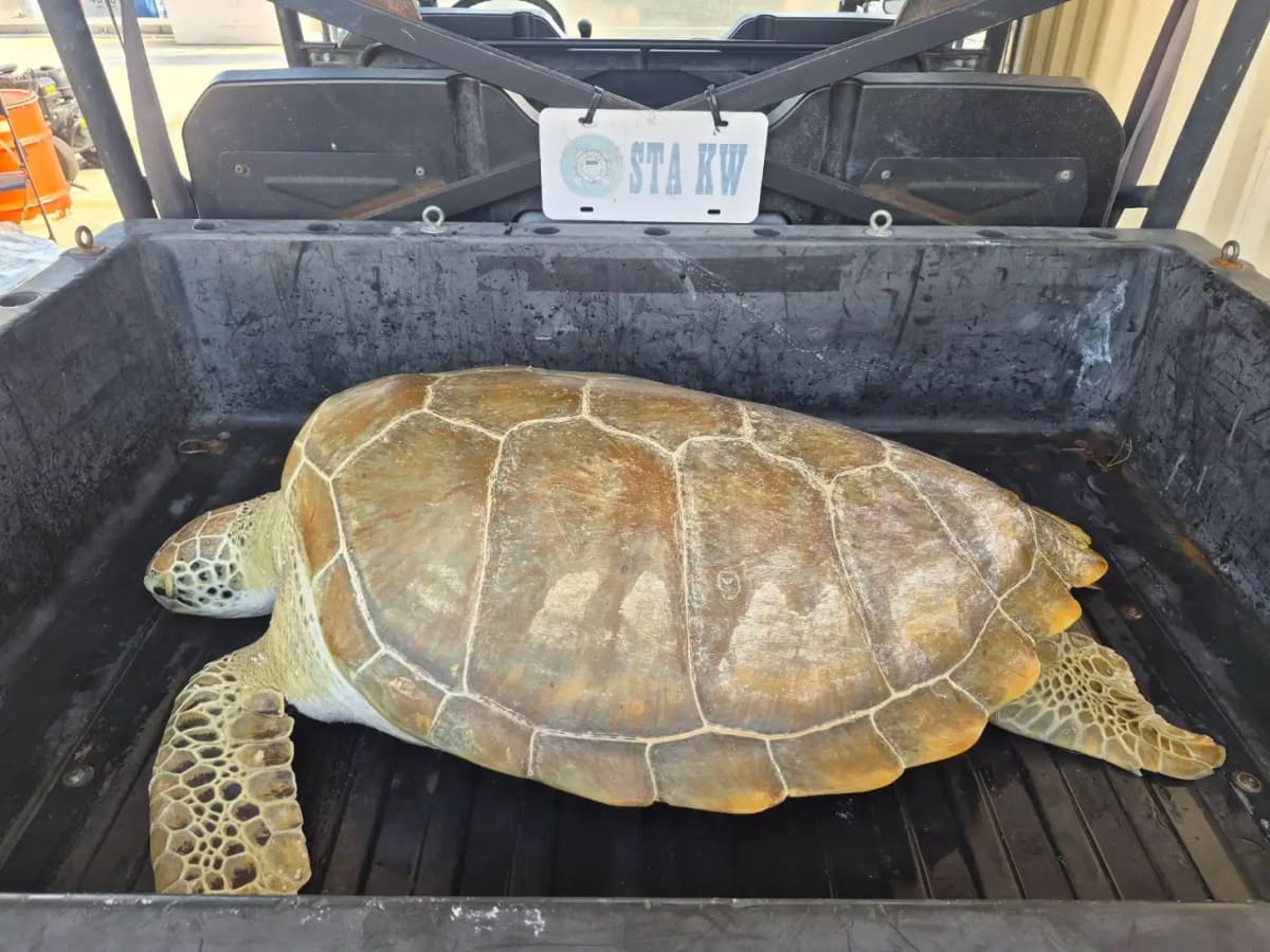 Coast Guard Saves 100-Pound Sea Turtle in Florida Keys - Image 2