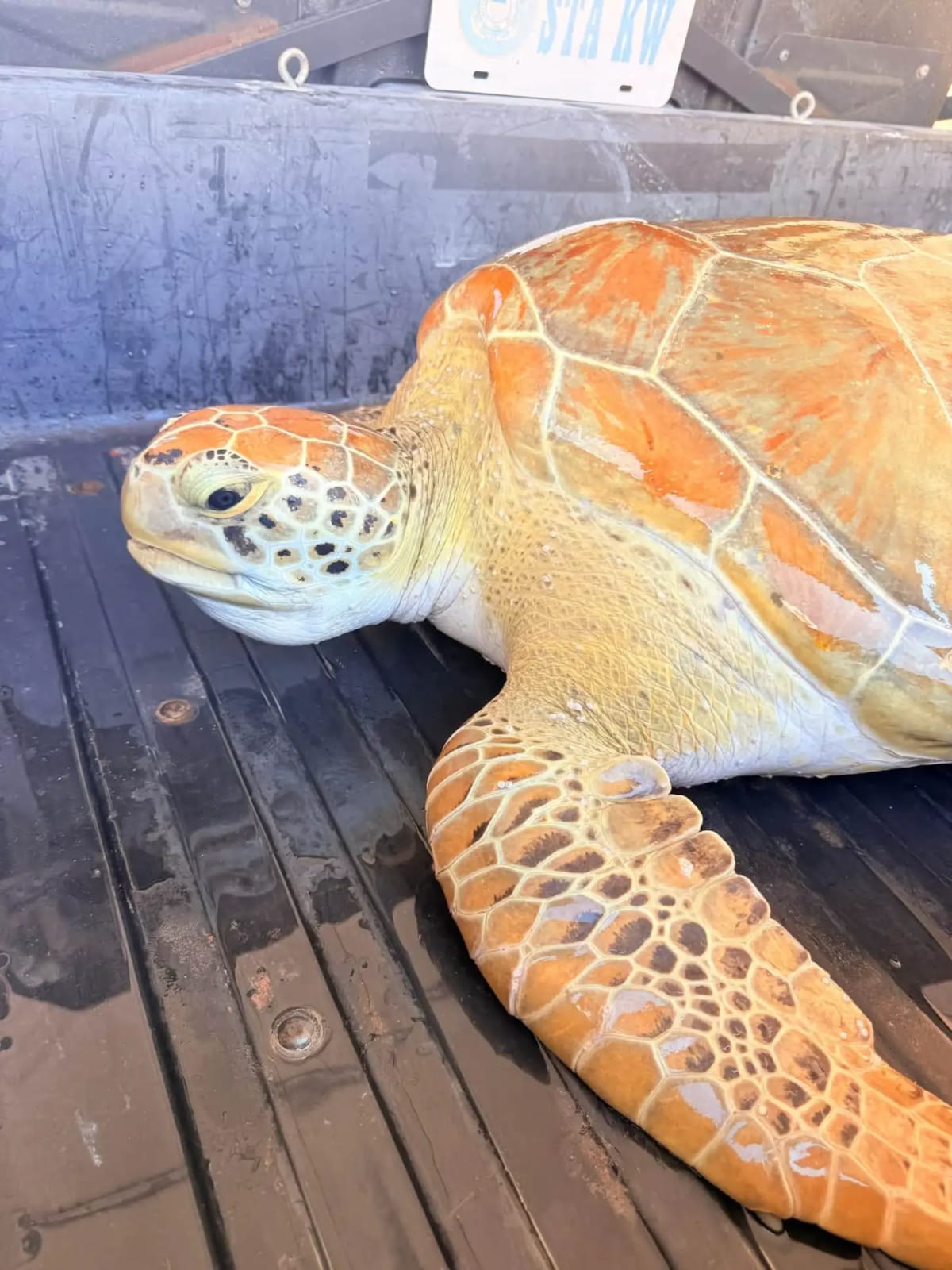 Coast Guard Saves 100-Pound Sea Turtle in Florida Keys - Image 5