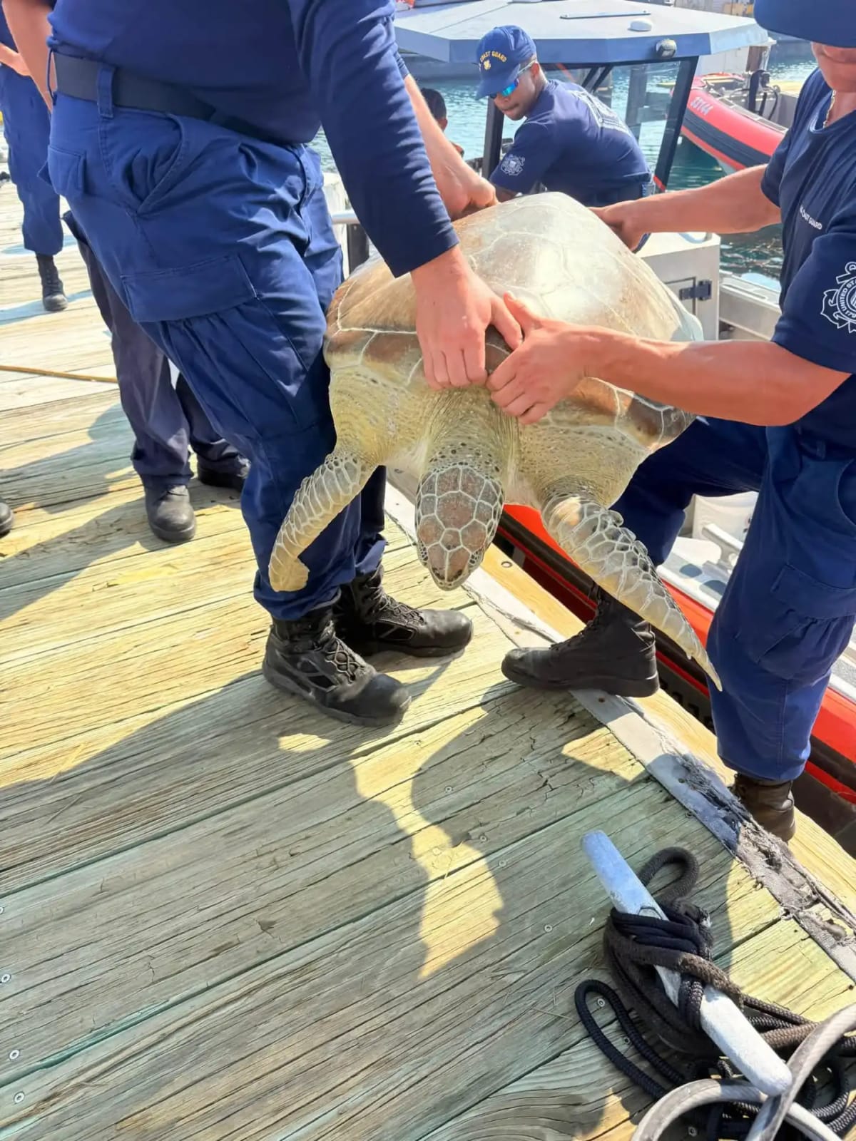 Coast Guard Saves 100-Pound Sea Turtle in Florida Keys - Image 4