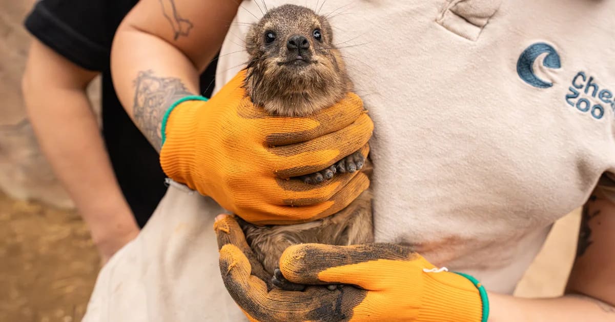 Zoo Welcomes 3 Pups Closely Related to Elephants