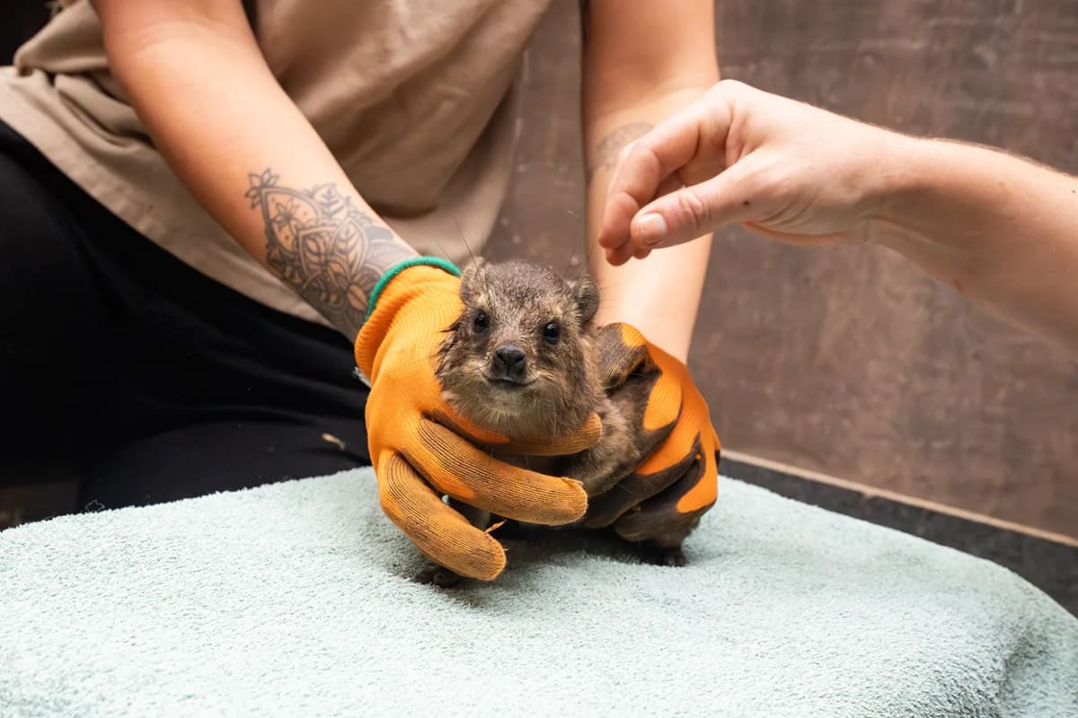 Zoo Welcomes 3 Pups Closely Related to Elephants - Image 2