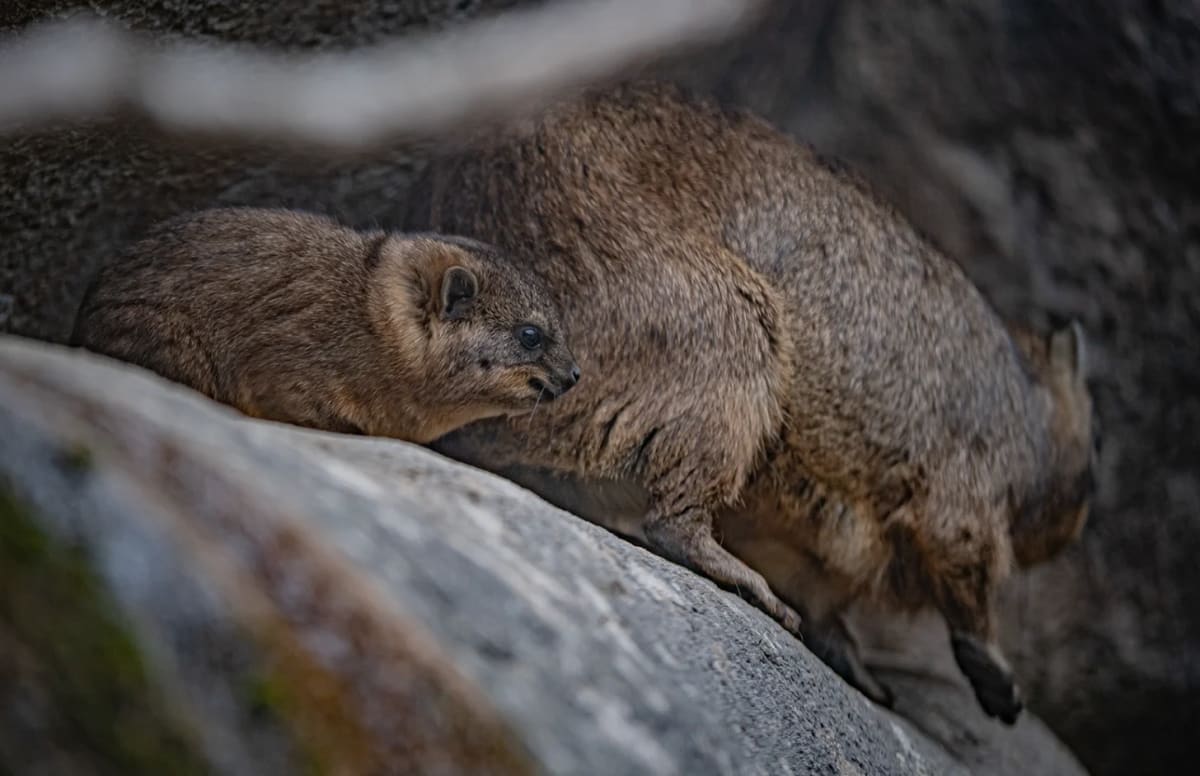 Zoo Welcomes 3 Pups Closely Related to Elephants - Image 4