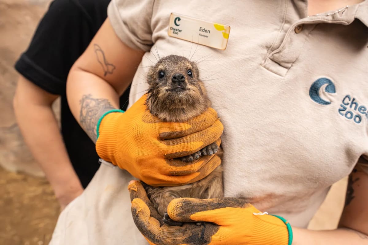 Zoo Welcomes 3 Pups Closely Related to Elephants - Image 3