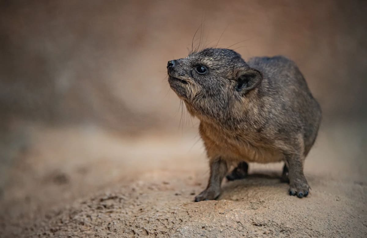 Zoo Welcomes 3 Pups Closely Related to Elephants - Image 5