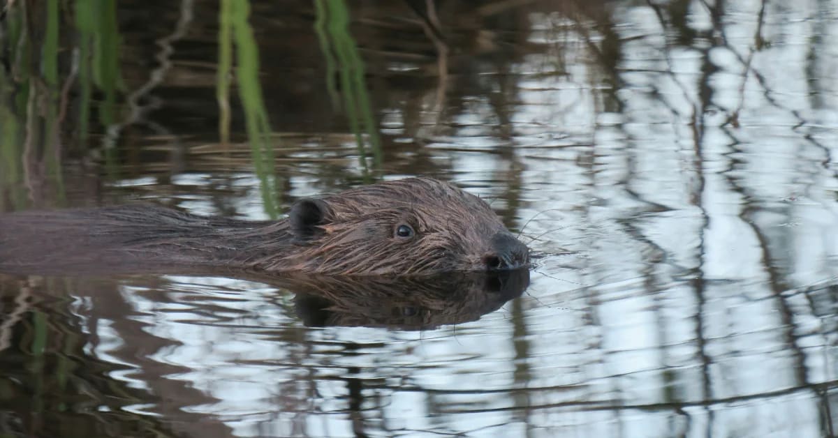 Beavers Store 6 Million Gallons in Devon Wetlands