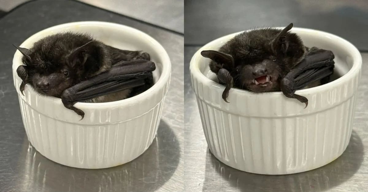 Small brown cave myotis bat being gently held by wildlife rehabilitation staff in Nebraska