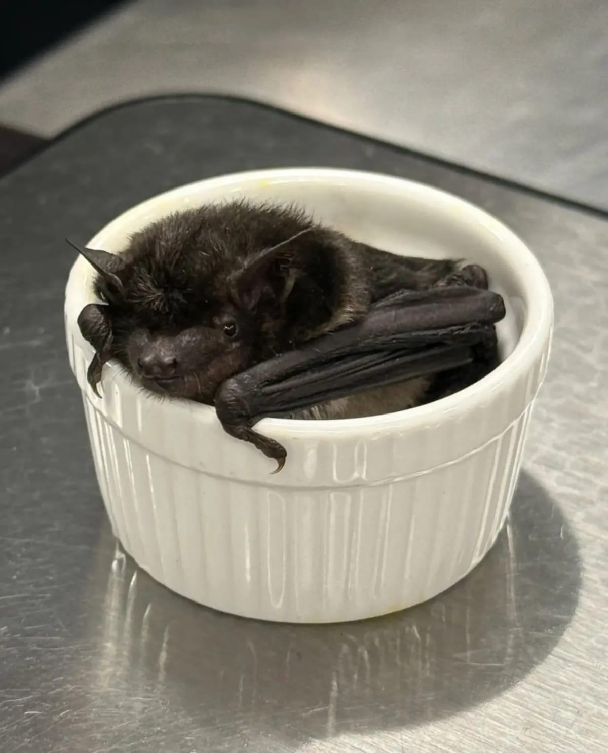 Rare Mexican Bat Found 900 Miles From Home in Nebraska Office - Image 2