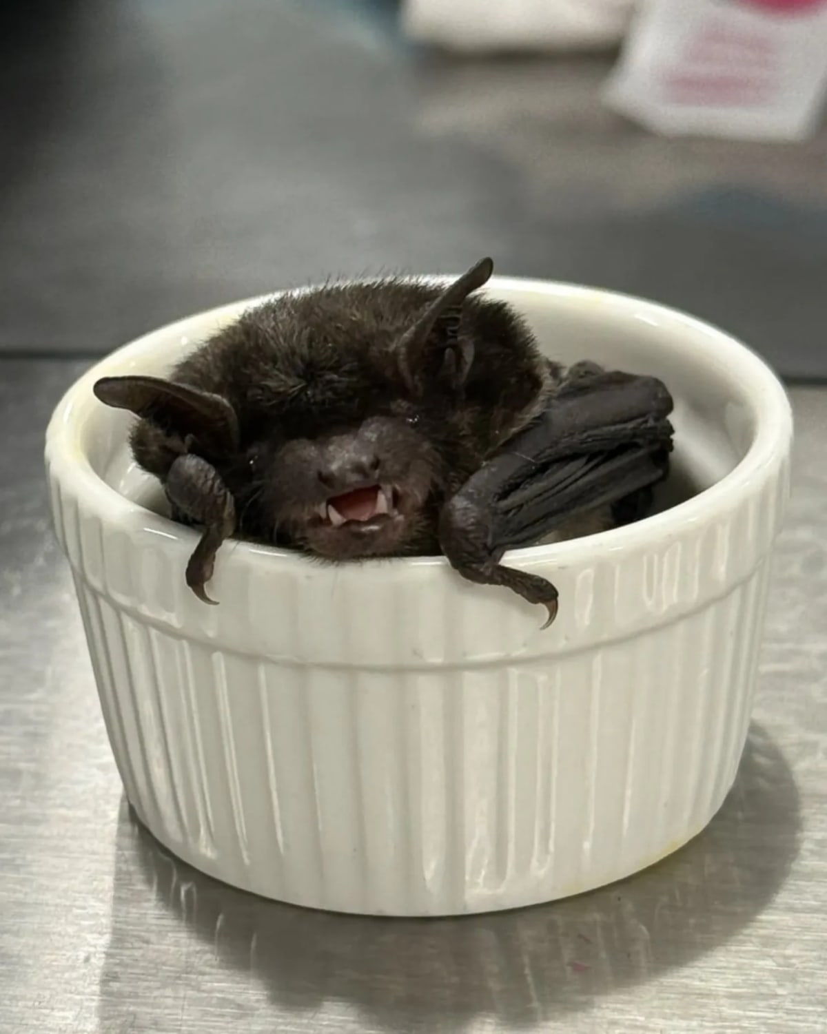 Rare Mexican Bat Found 900 Miles From Home in Nebraska Office - Image 3