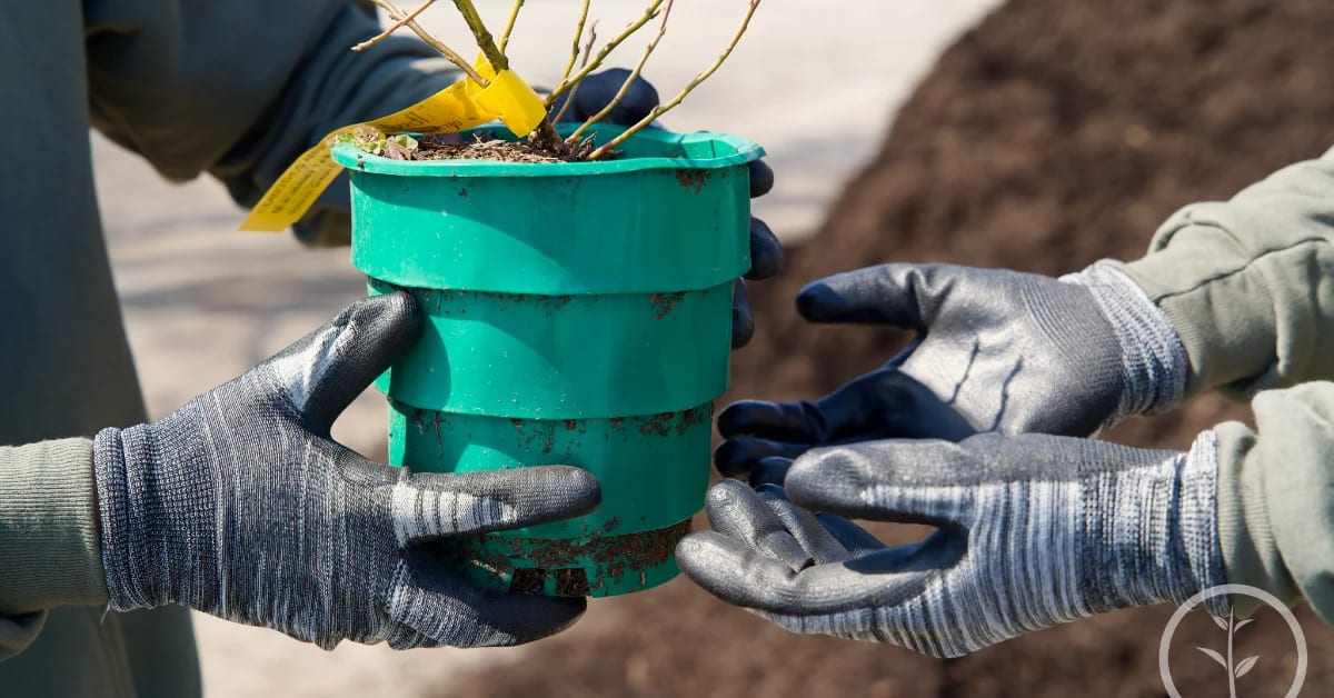 Volunteers planting trees together at community service event organized by One Tree Planted