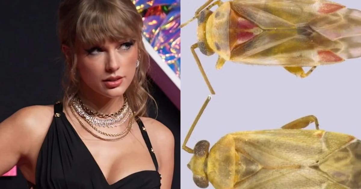 Pale yellow insect with red markings from newly discovered Swiftiephylus genus named after Taylor Swift