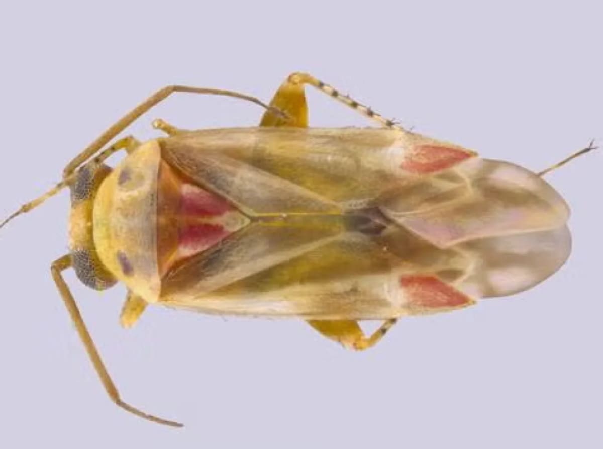 Researcher Names New Insect Species After Taylor Swift - Image 2