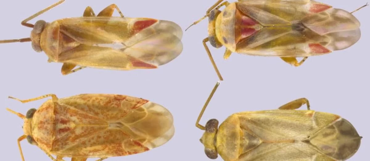 Researcher Names New Insect Species After Taylor Swift - Image 4