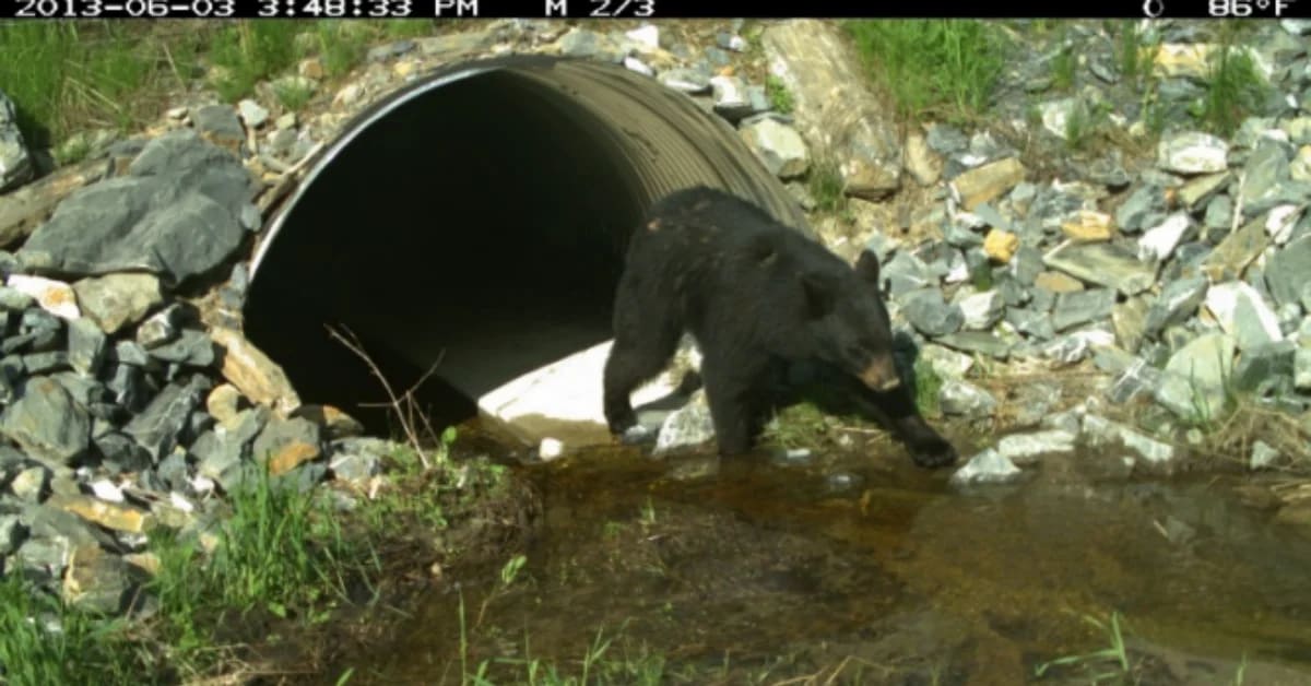 Maine Expands Wildlife Tunnels to Save Moose and Bears