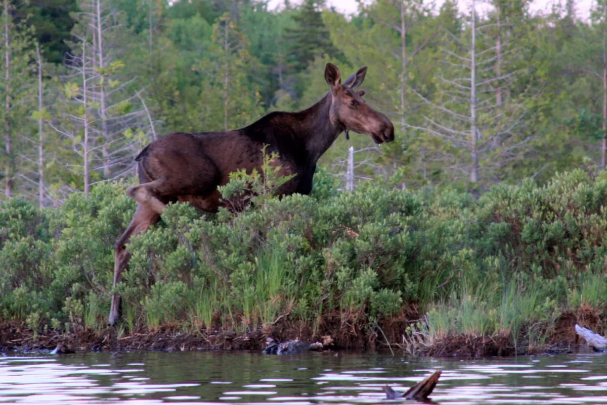 Maine Expands Wildlife Tunnels to Save Moose and Bears - Image 3