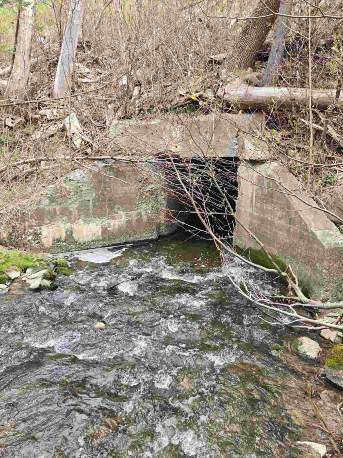 Maine Expands Wildlife Tunnels to Save Moose and Bears - Image 2