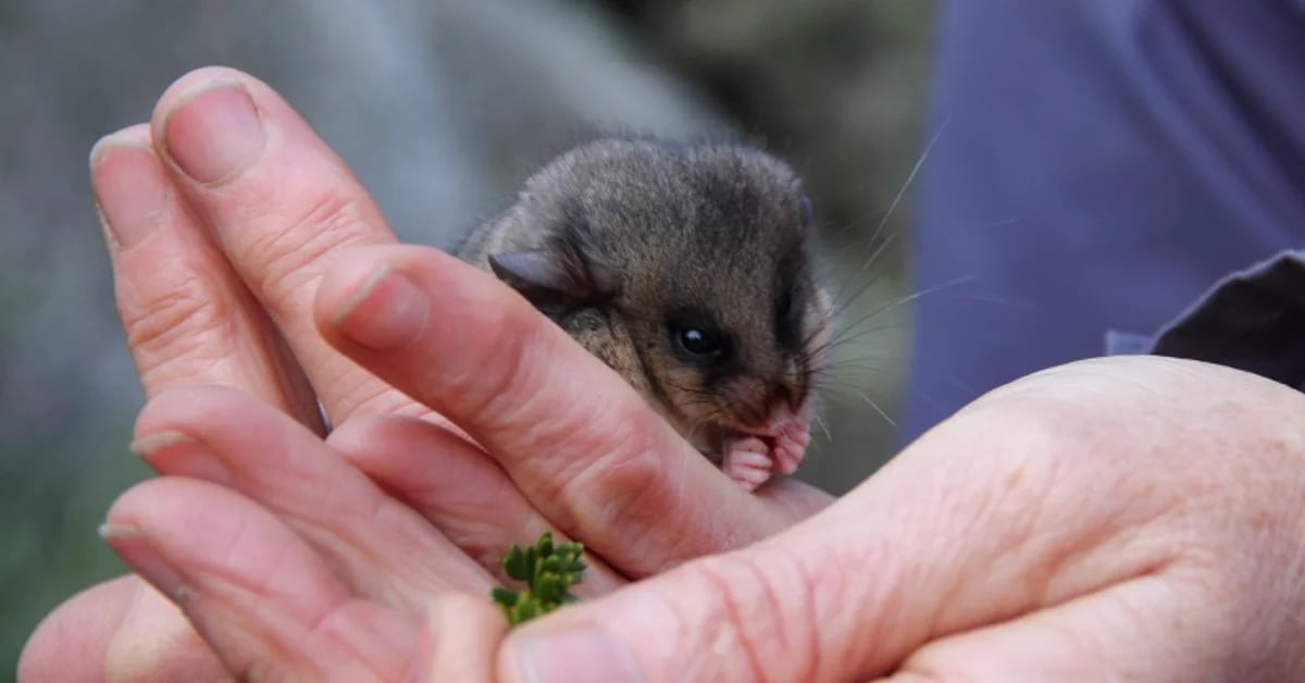 Tiny mountain pygmy-possum with long prehensile tail on rocky alpine terrain in Australia