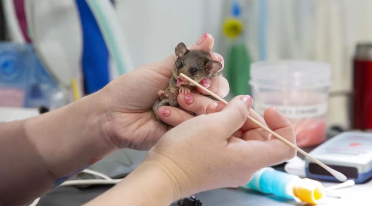 Scientists Build 'Tunnel of Love' for Tiny Endangered Possums - Image 4