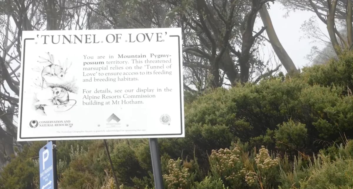 Scientists Build 'Tunnel of Love' for Tiny Endangered Possums - Image 2
