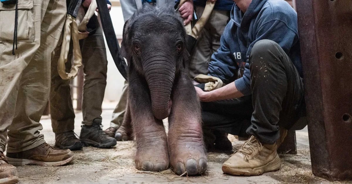 Baby elephant Linh Mai standing next to her adoptive auntie Swarna at the Smithsonian Zoo