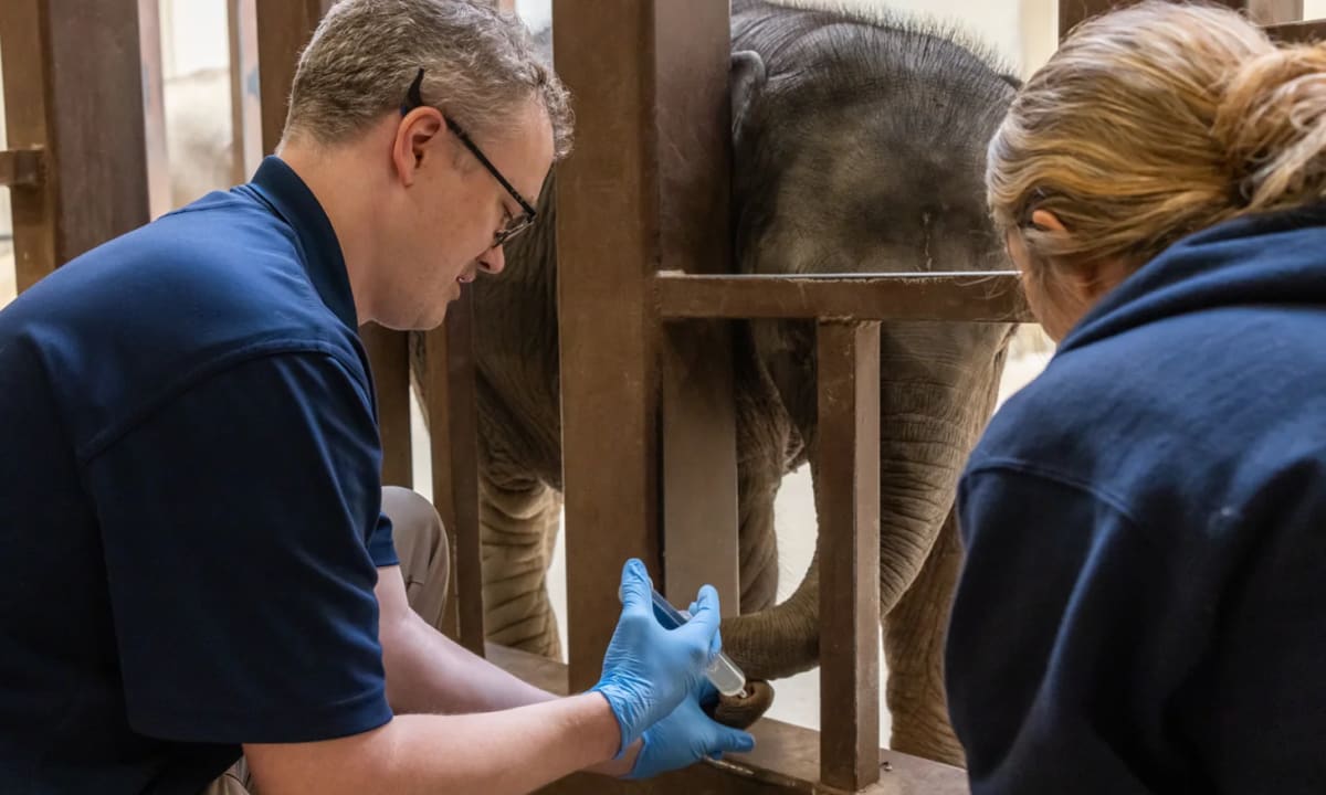 Baby Elephant Learns to 'Play Doctor' at Smithsonian Zoo - Image 4