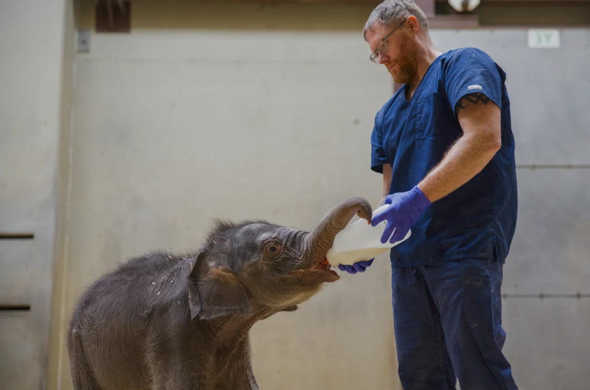 Baby Elephant Learns to 'Play Doctor' at Smithsonian Zoo - Image 2