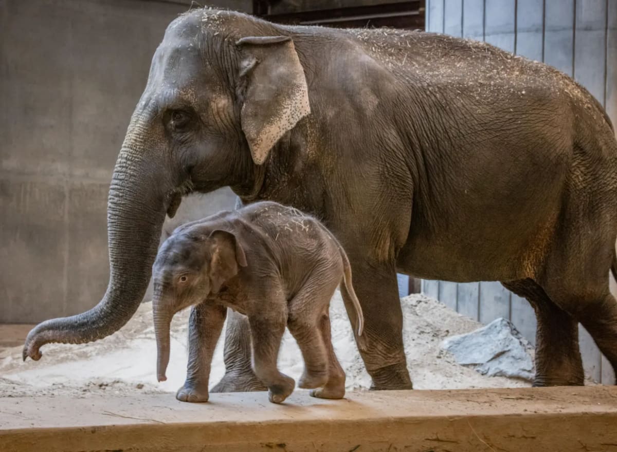 Baby Elephant Learns to 'Play Doctor' at Smithsonian Zoo - Image 3