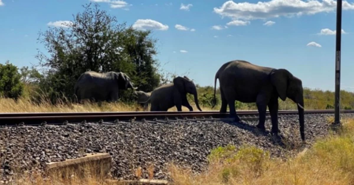 Wild elephant walking near railway tracks in Sri Lanka surrounded by lush green vegetation